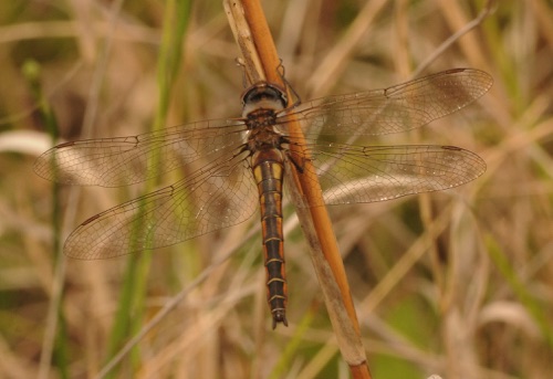 Female
2014_04_06_FL_Wakulla_FL Female
2014_04_06_FL_Wakulla_FL